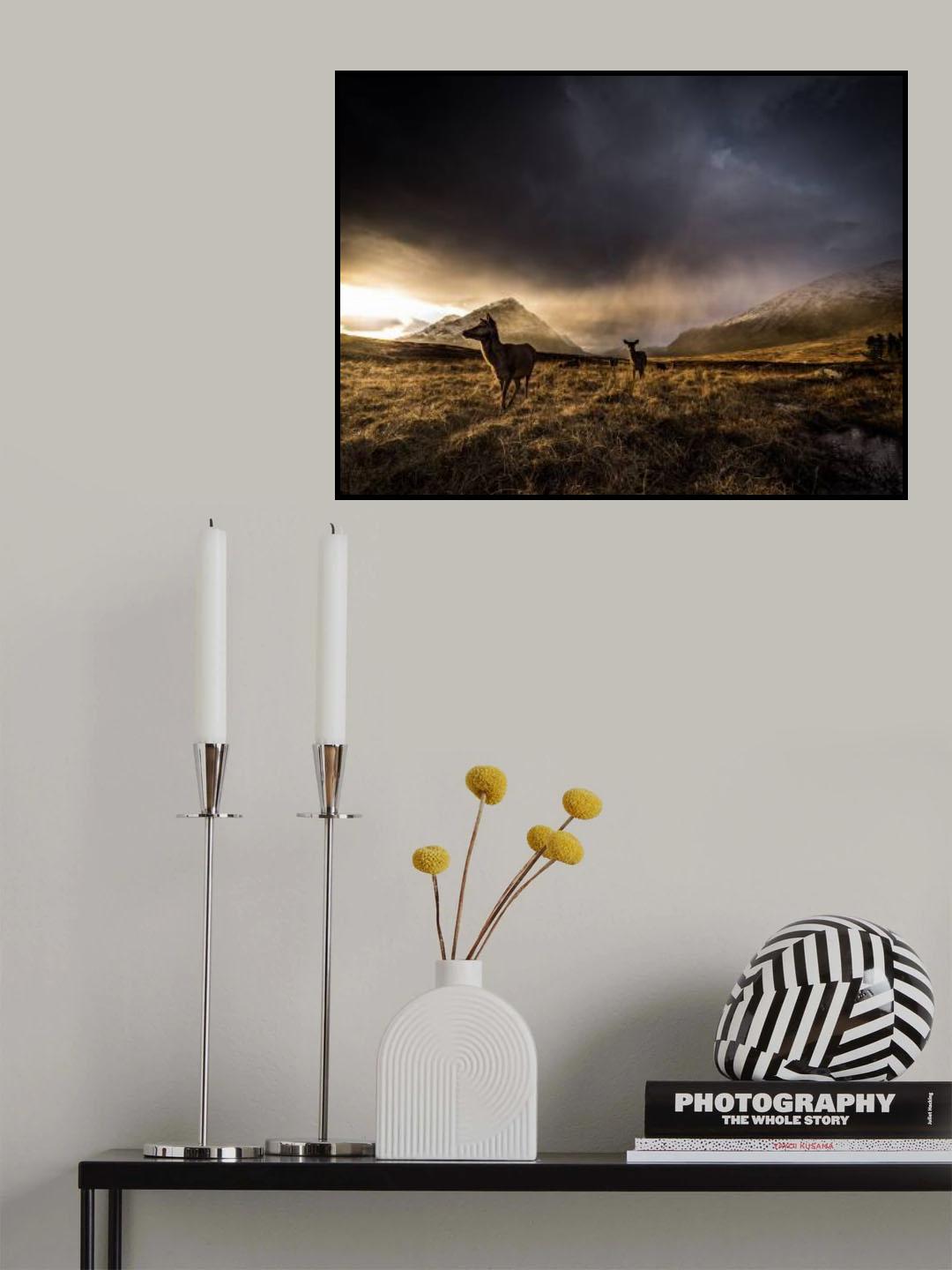 Highland Deer Poster och Canvastavla