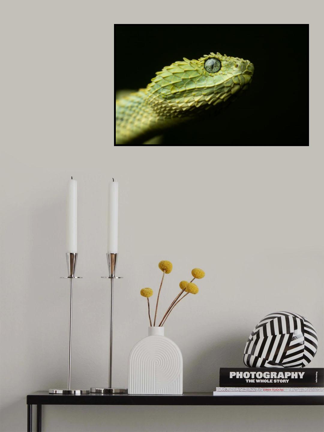 Variable bush viper Poster och Canvastavla