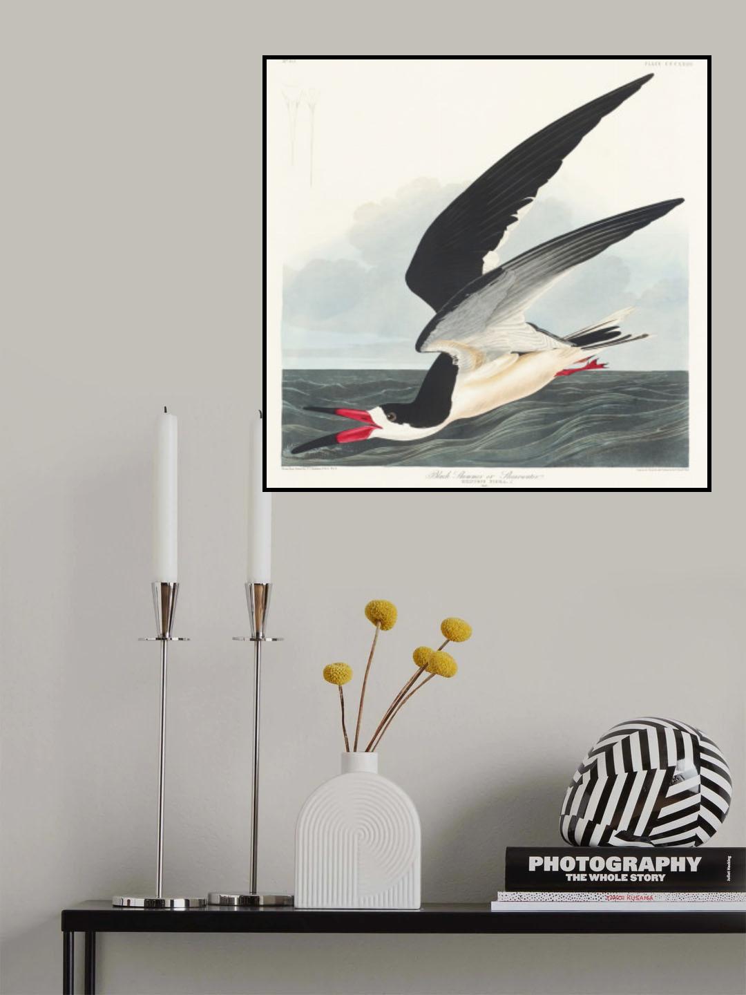 Black Skimmer From Birds of America (1827) Poster och Canvastavla
