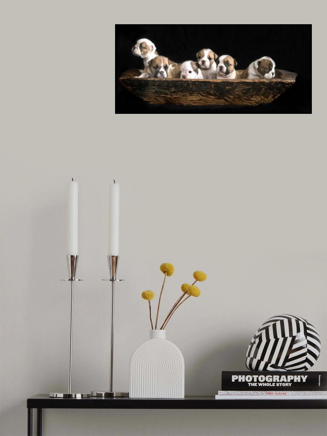 A bunch of English Bulldog puppies. Poster och Canvastavla
