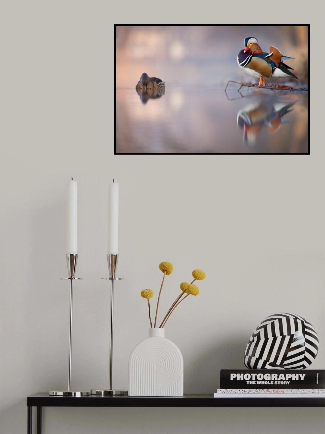 Mandarin duck Poster och Canvastavla
