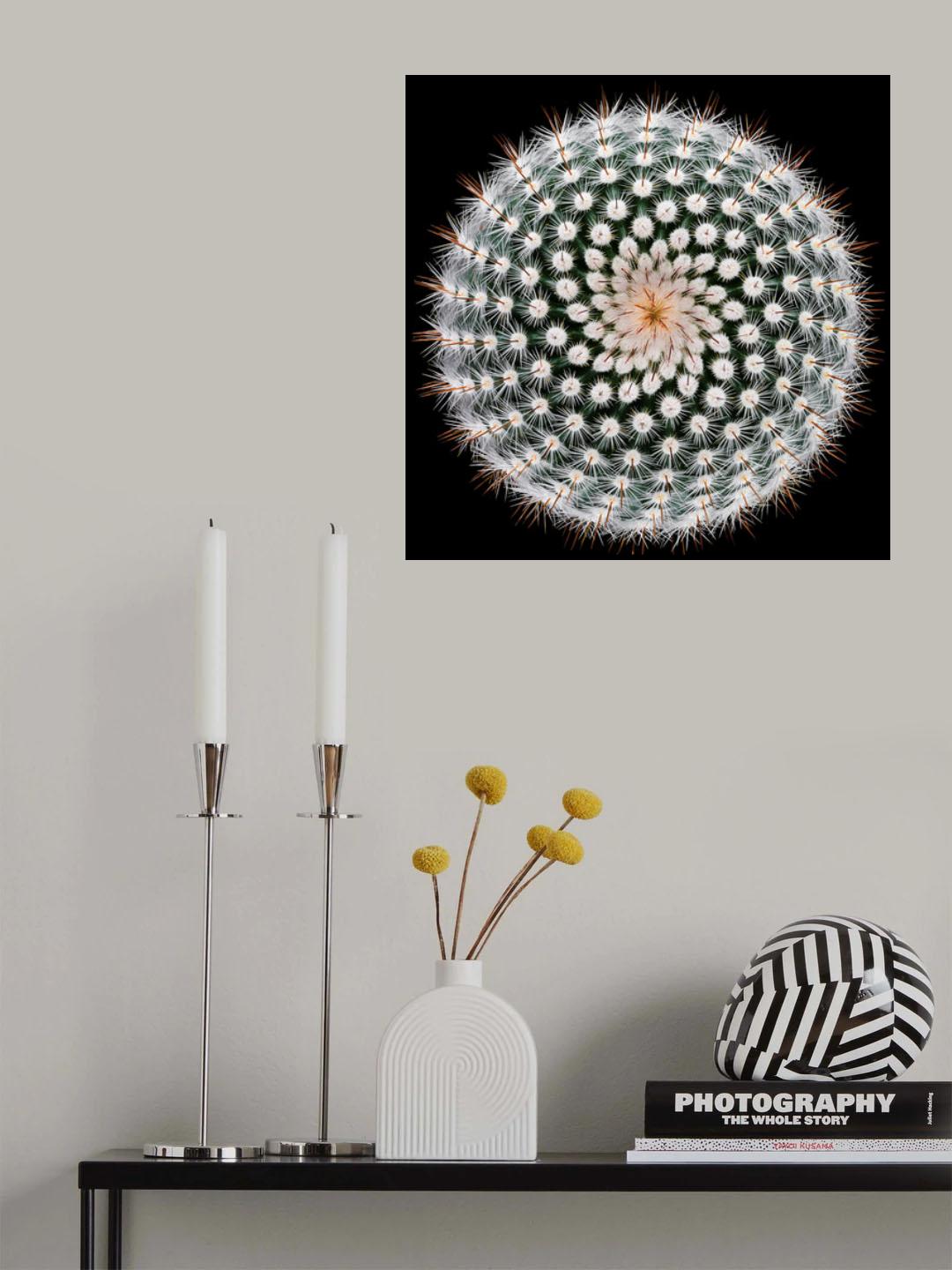 Notocactus scopa Poster och Canvastavla