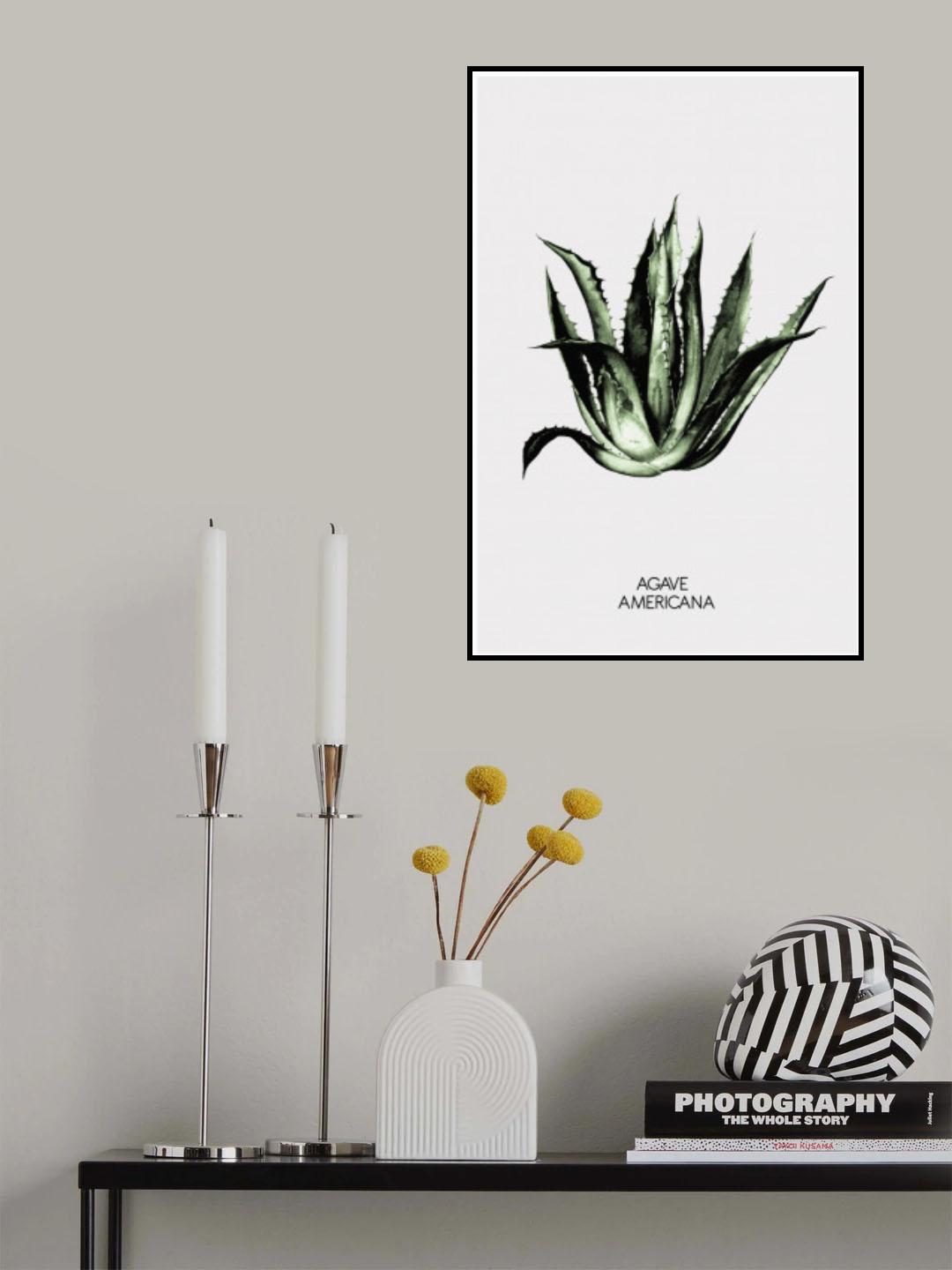 Agave Americana Poster och Canvastavla