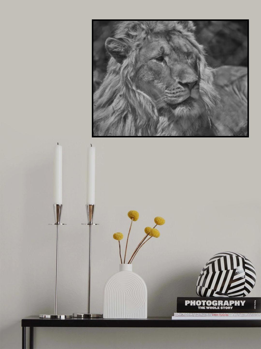 Portrait of a beautiful lion Poster och Canvastavla