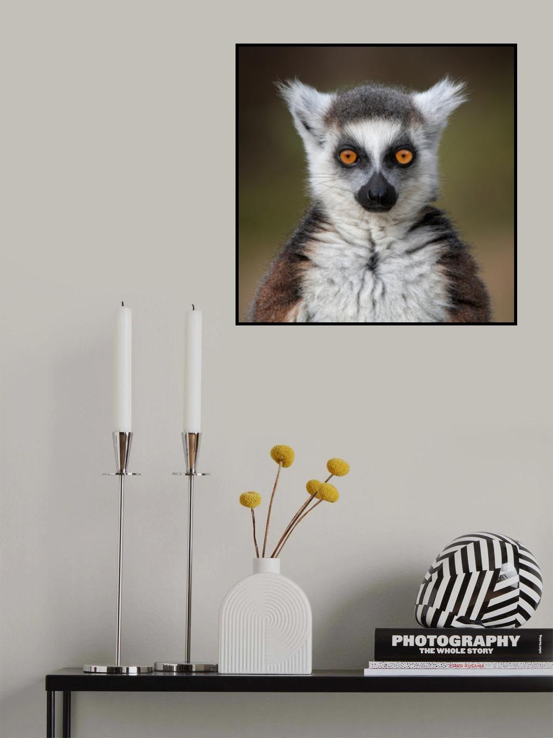 Maki Catta - Lemur catta Poster och Canvastavla