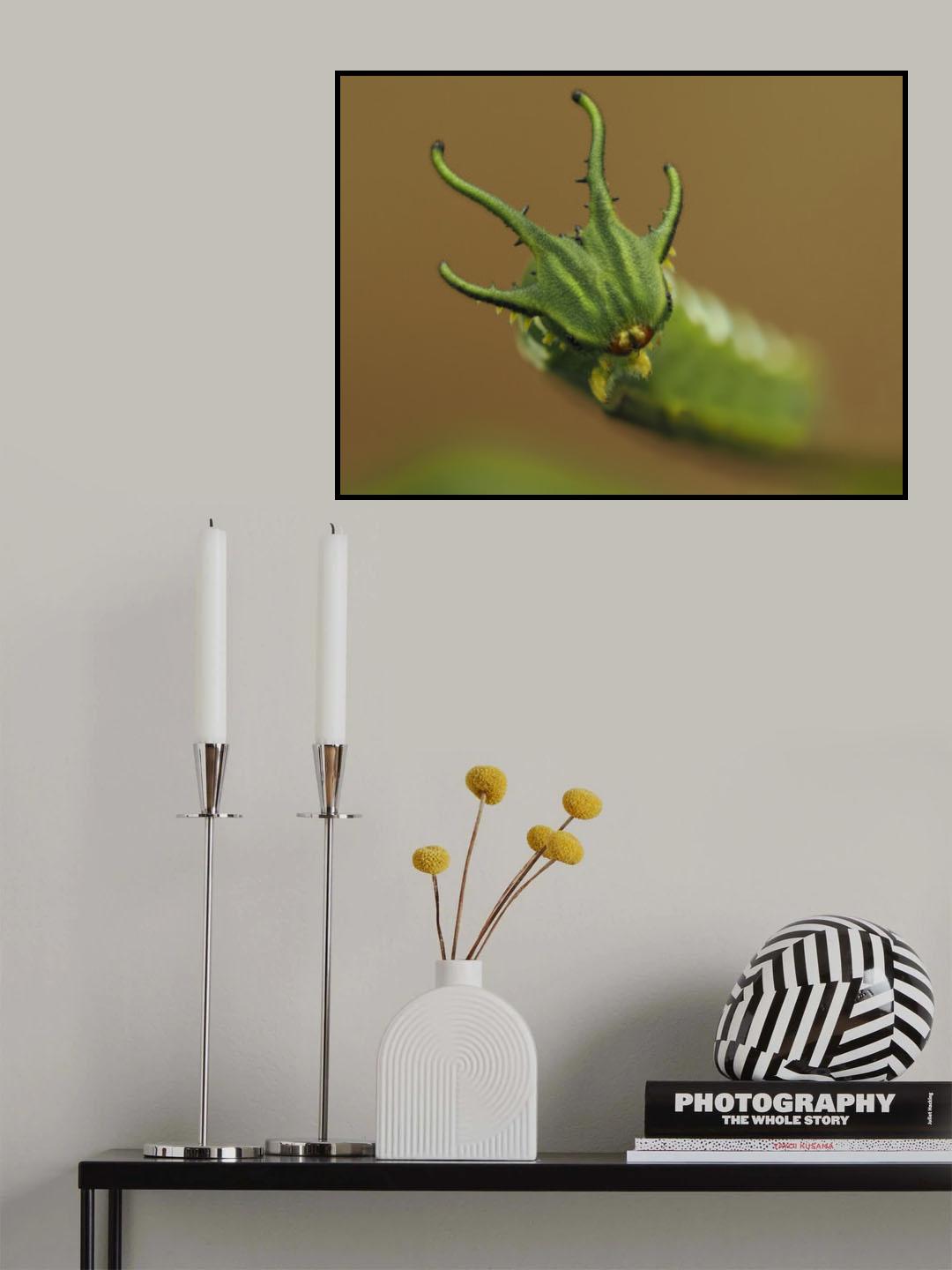 Plain Nawab Poster och Canvastavla