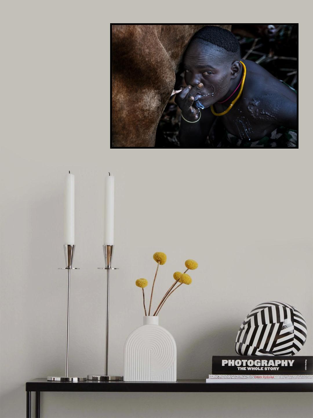 Drinking milk from the cow's udder. Poster och Canvastavla