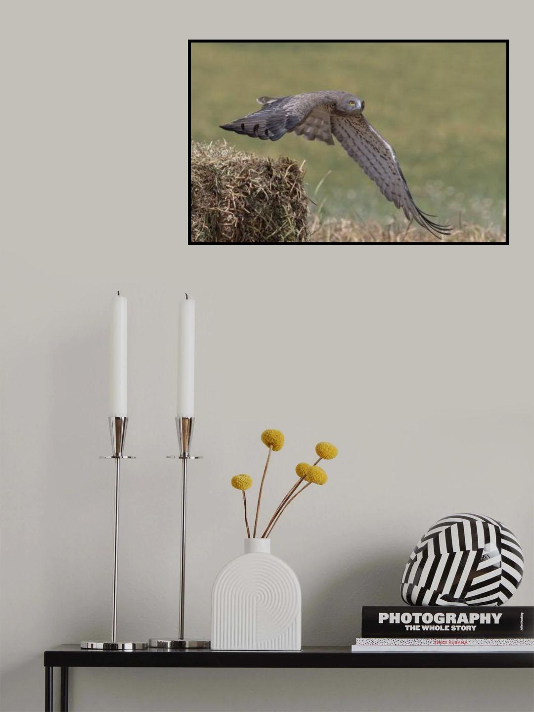 Fly away Poster och Canvastavla