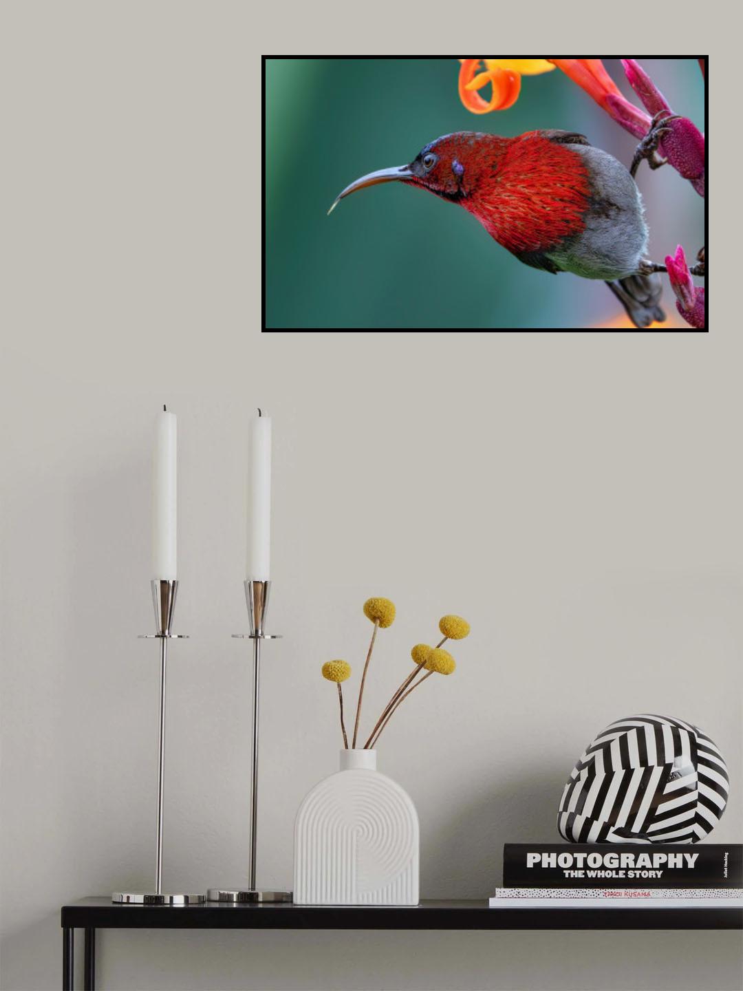 Vigor's Sinbird Poster och Canvastavla