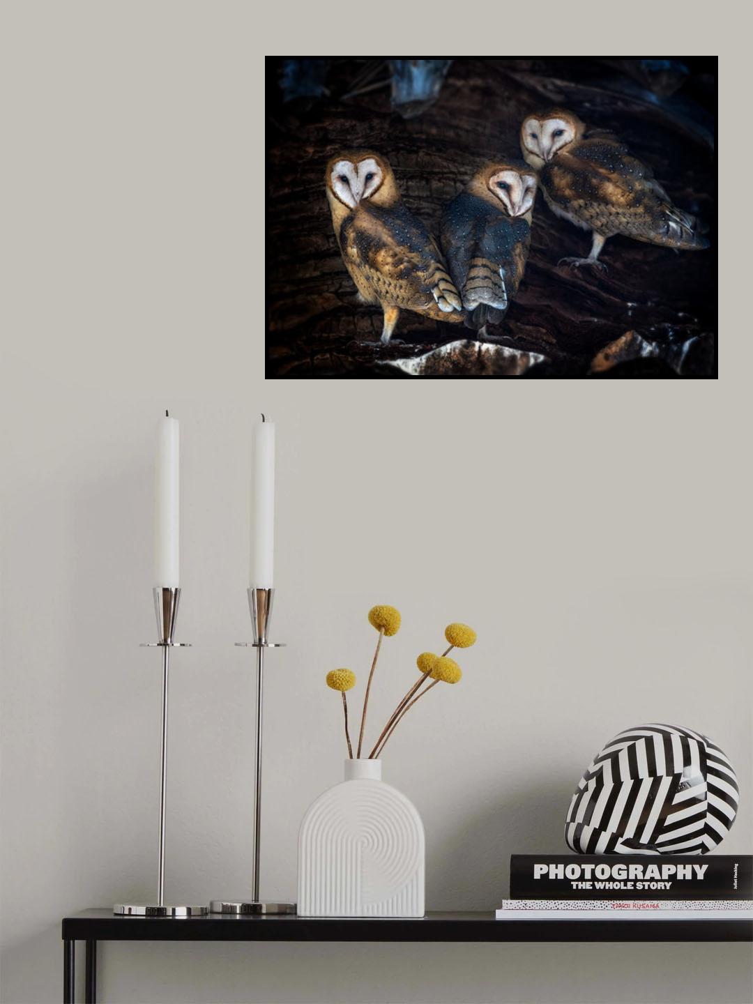 Baby Barn Owls Poster och Canvastavla