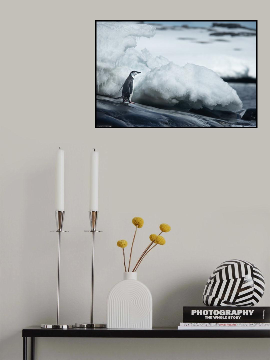 Adelie penguin Poster och Canvastavla
