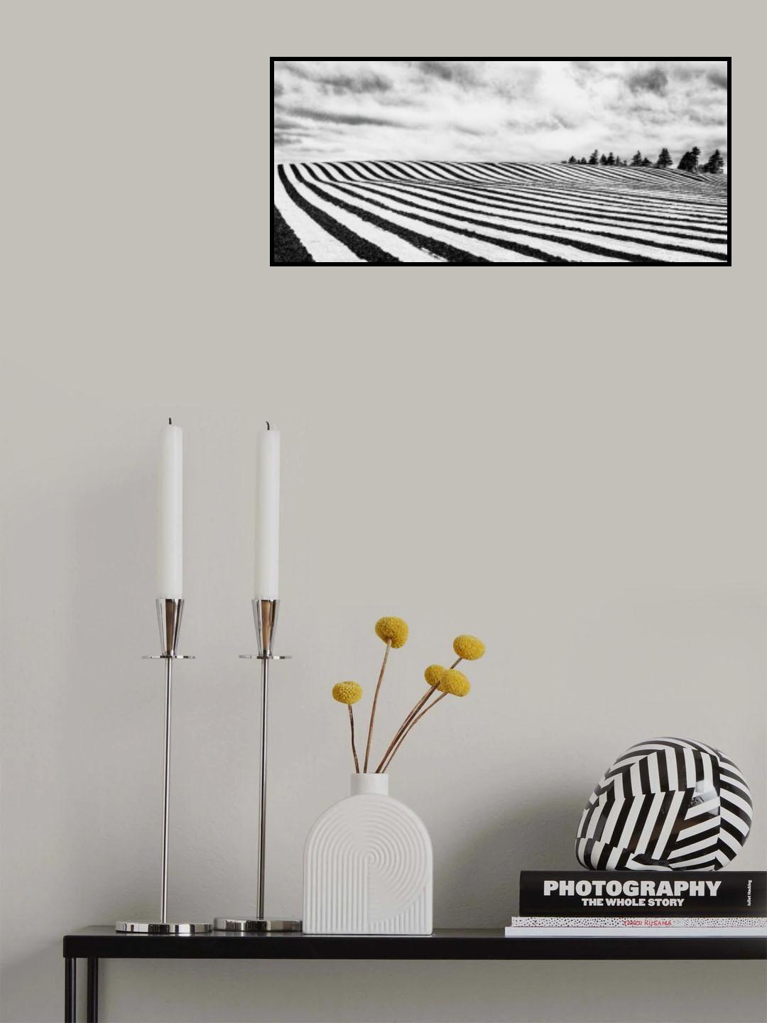 Fields of stripes Poster och Canvastavla