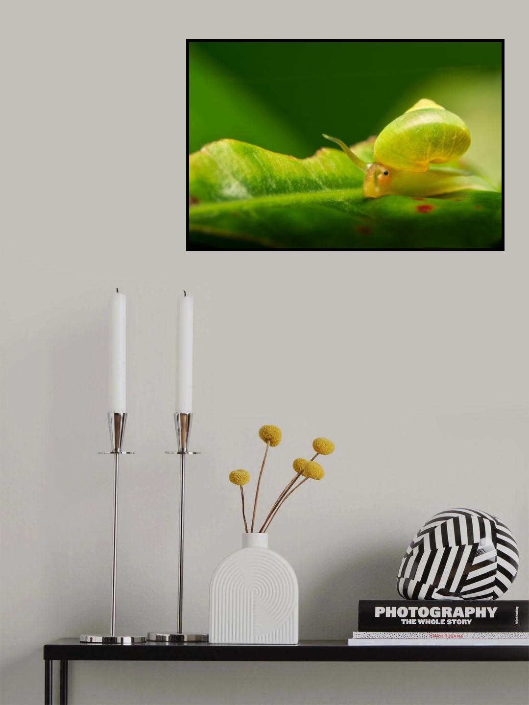 Leptopoma nitidum Poster och Canvastavla