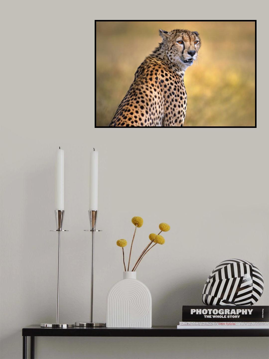 Cheetah portrait Poster och Canvastavla