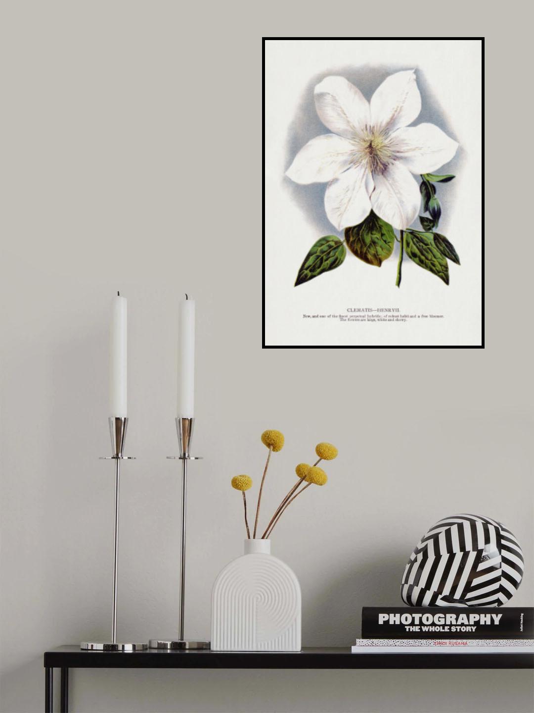 Clematis Flower Lithograph Poster och Canvastavla