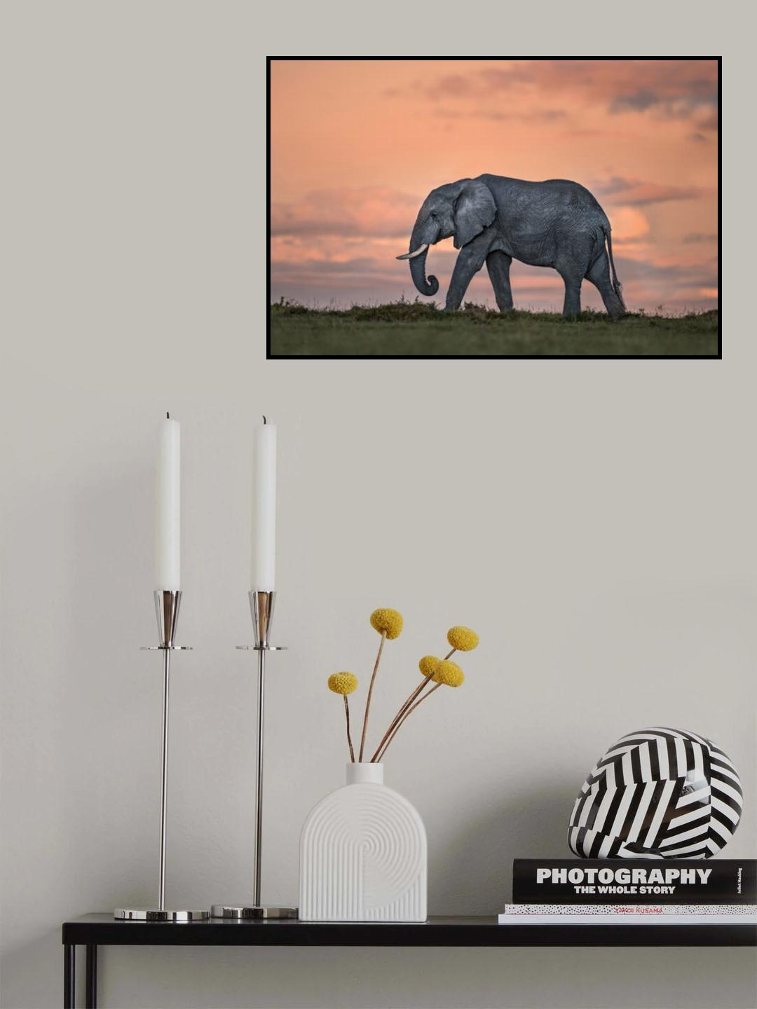 Elephant at dusk Poster och Canvastavla