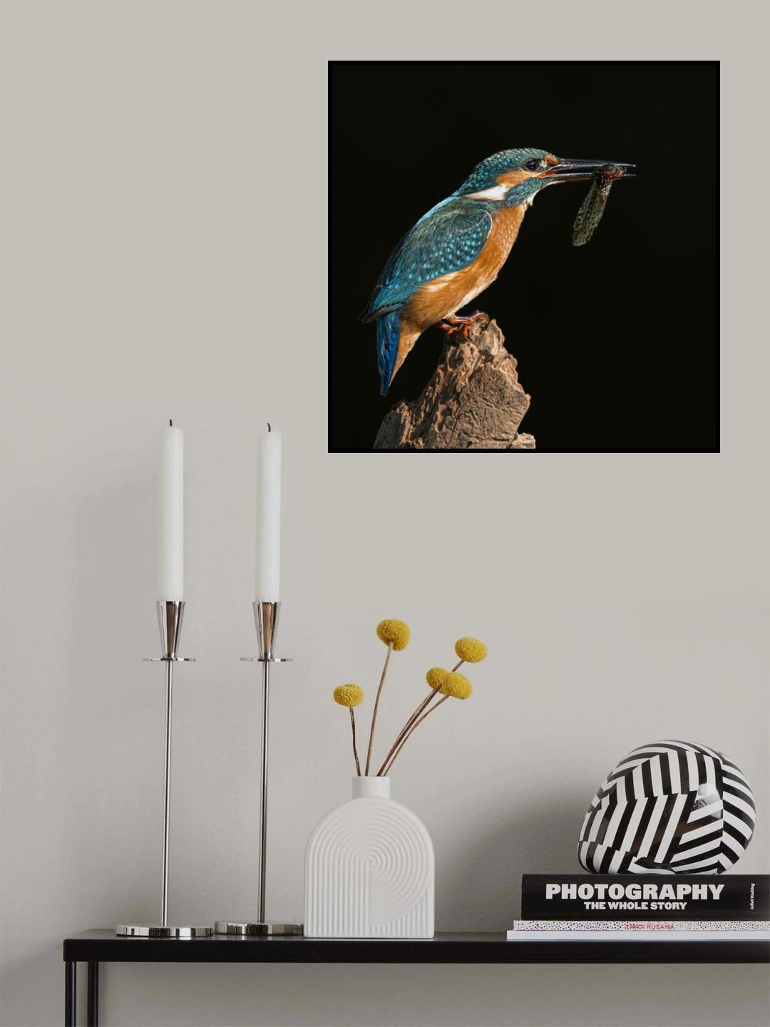 Kingfisher Poster och Canvastavla
