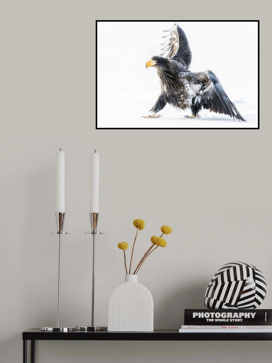 Young eagle Poster och Canvastavla