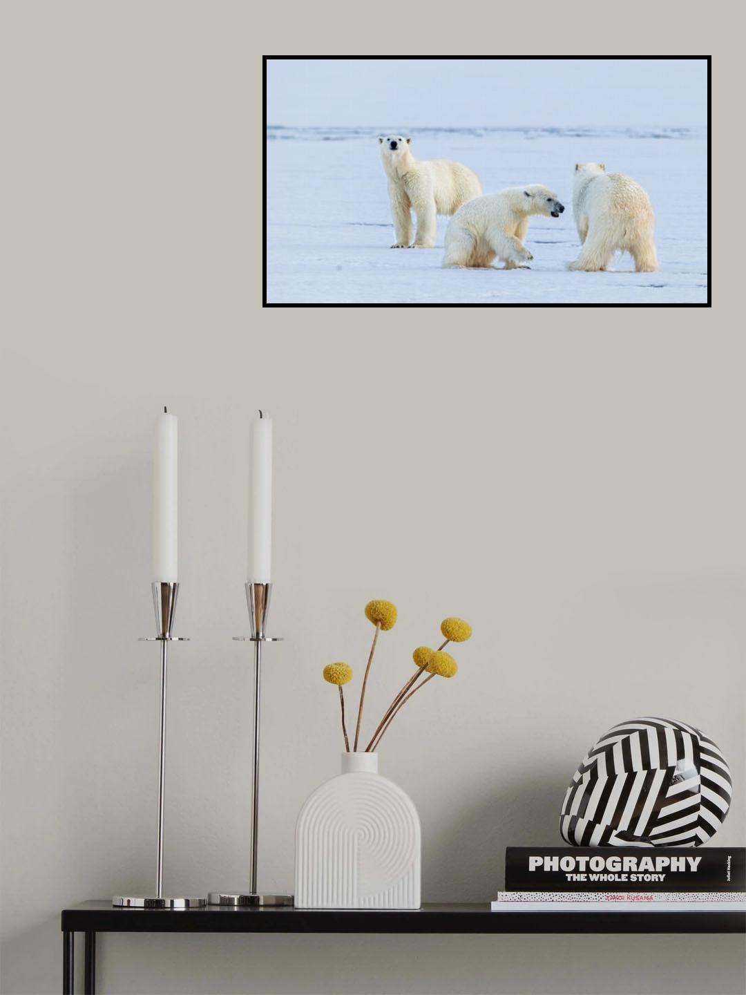 Polar bear family Poster och Canvastavla