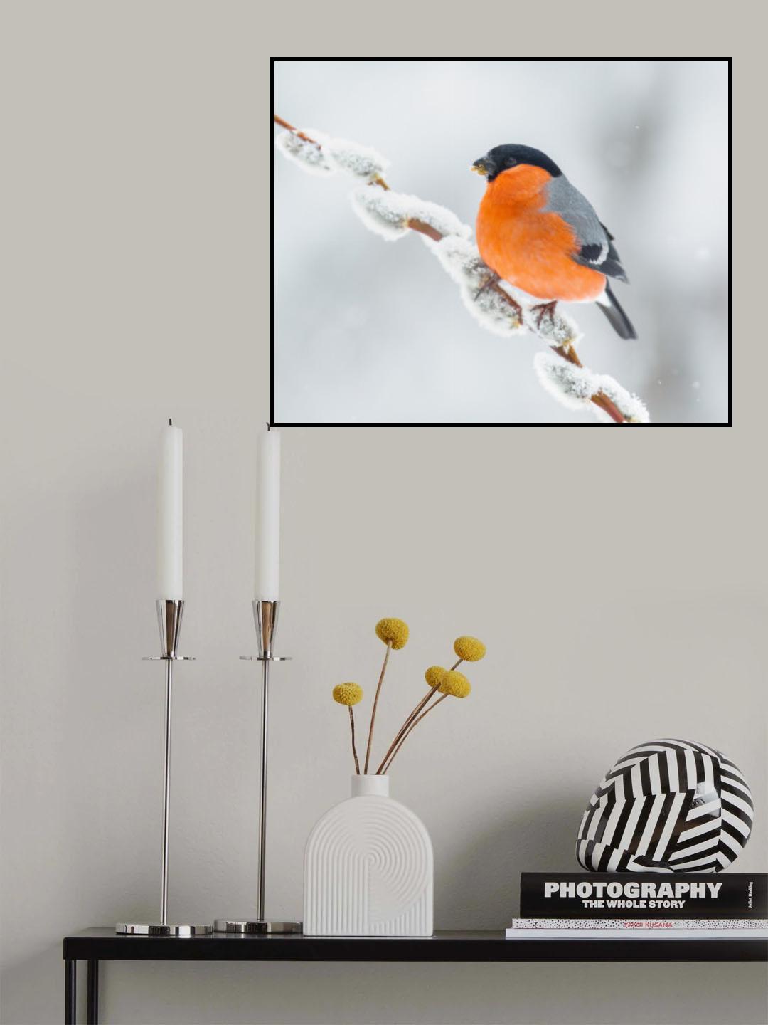 The bullfinch. Poster och Canvastavla
