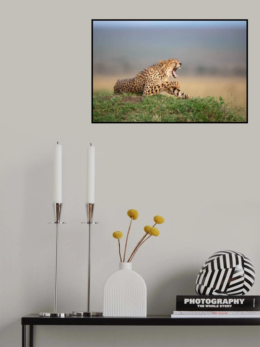 Bored Cheetah Poster och Canvastavla
