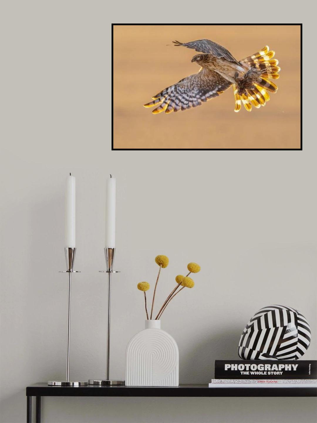 Pallid harrier Poster och Canvastavla