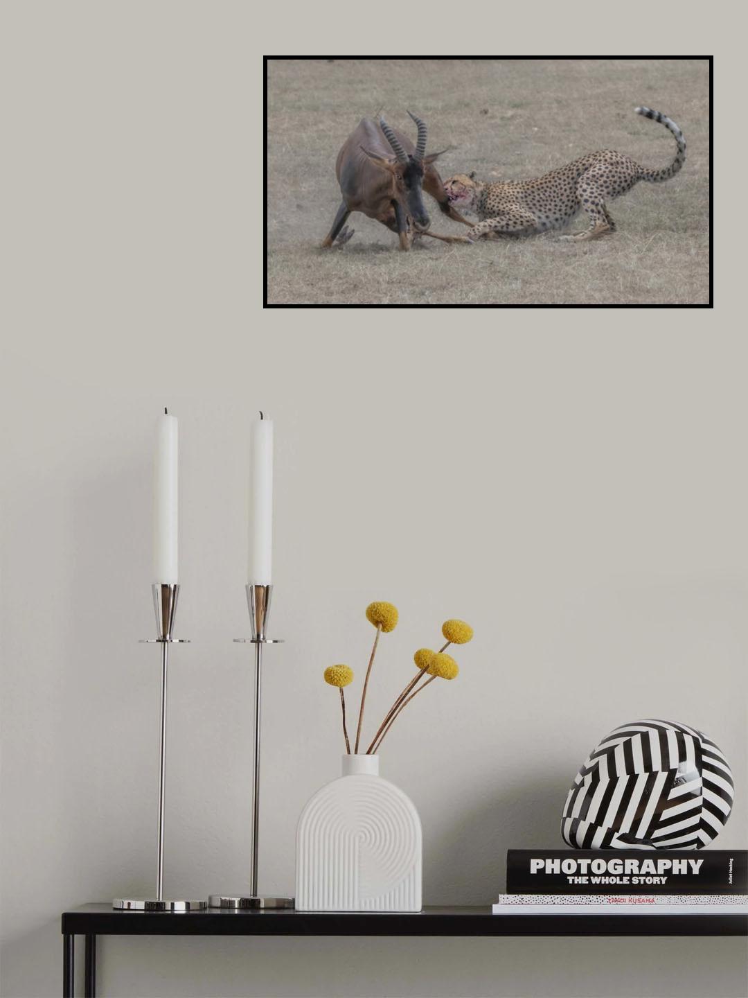 Cheetah hunting adult topi Poster och Canvastavla
