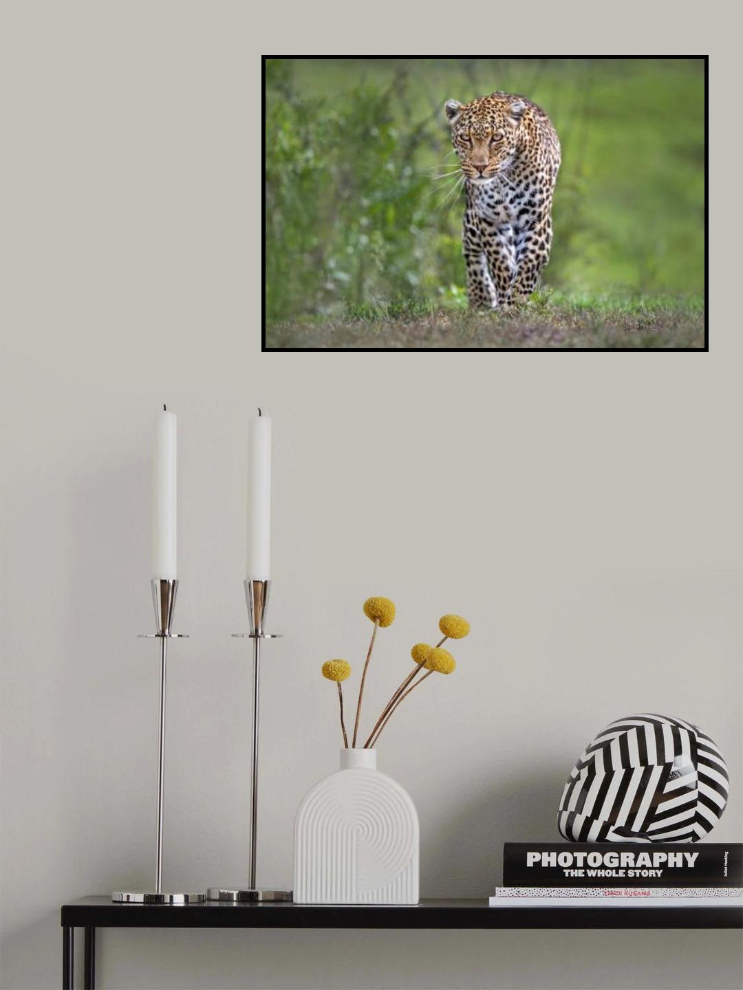 Patrolling leopard Poster och Canvastavla