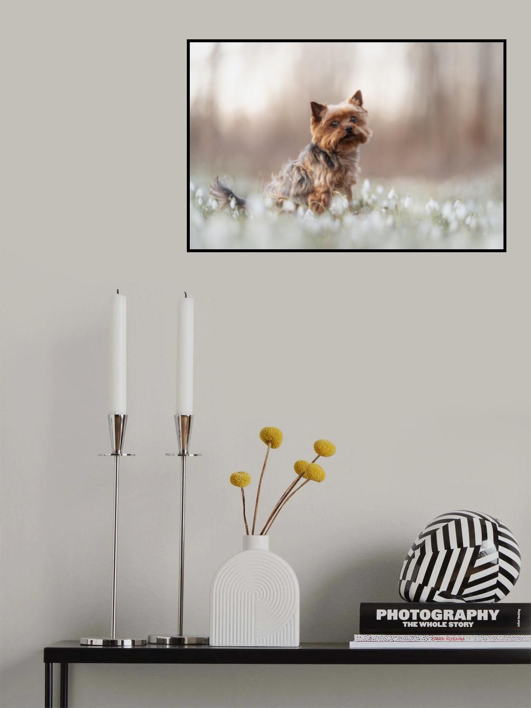 Odly Poster och Canvastavla