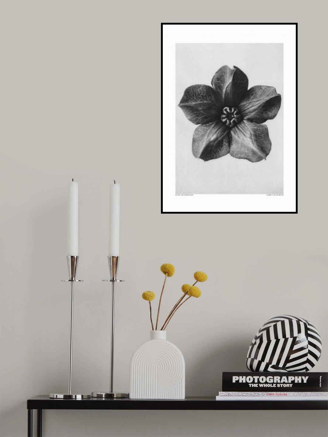 Cobaea Scandens Poster och Canvastavla