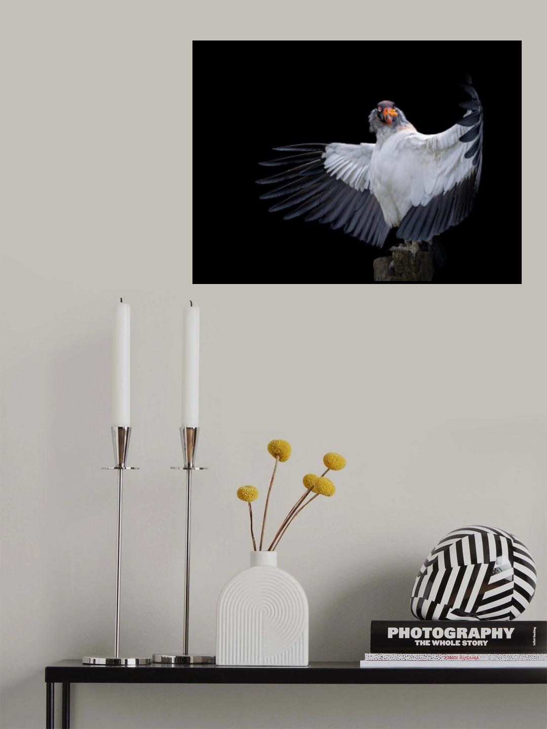 The King Vulture.... Poster och Canvastavla