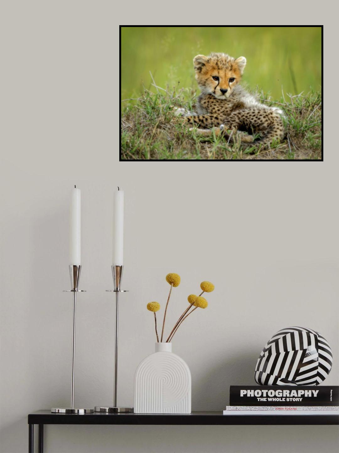 Cute Cheetah Cub... Poster och Canvastavla