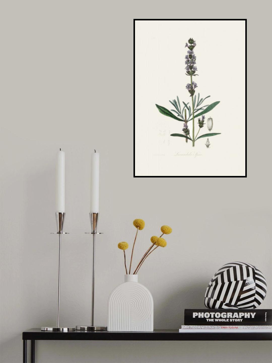 Lavender (lavandula Ipica) Medical Botany Poster och Canvastavla
