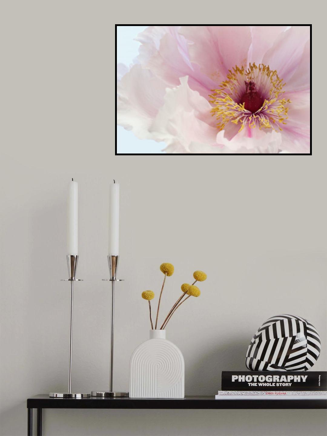 Pink Tree Peony Flower Poster och Canvastavla