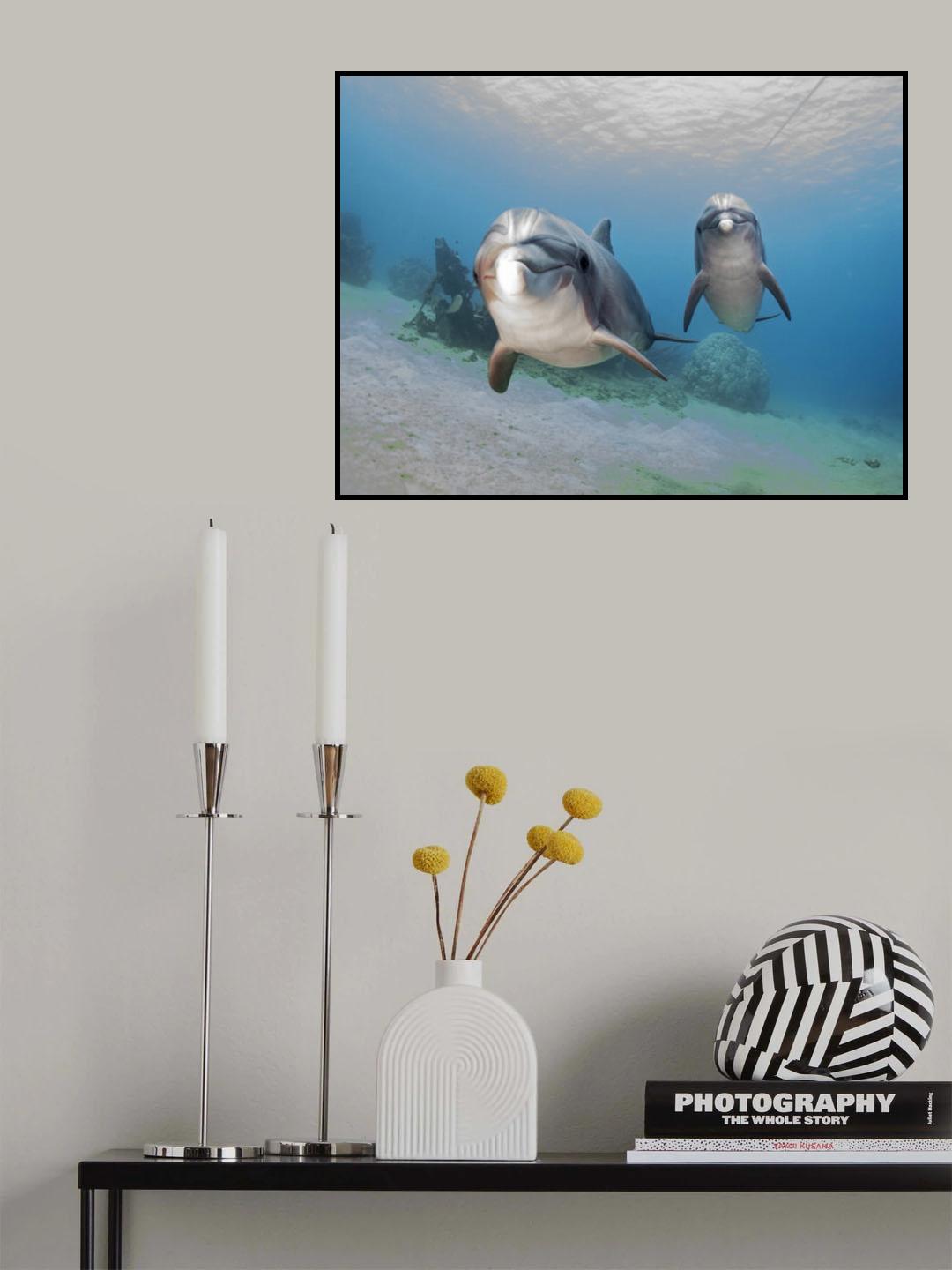 Dolphins Poster och Canvastavla
