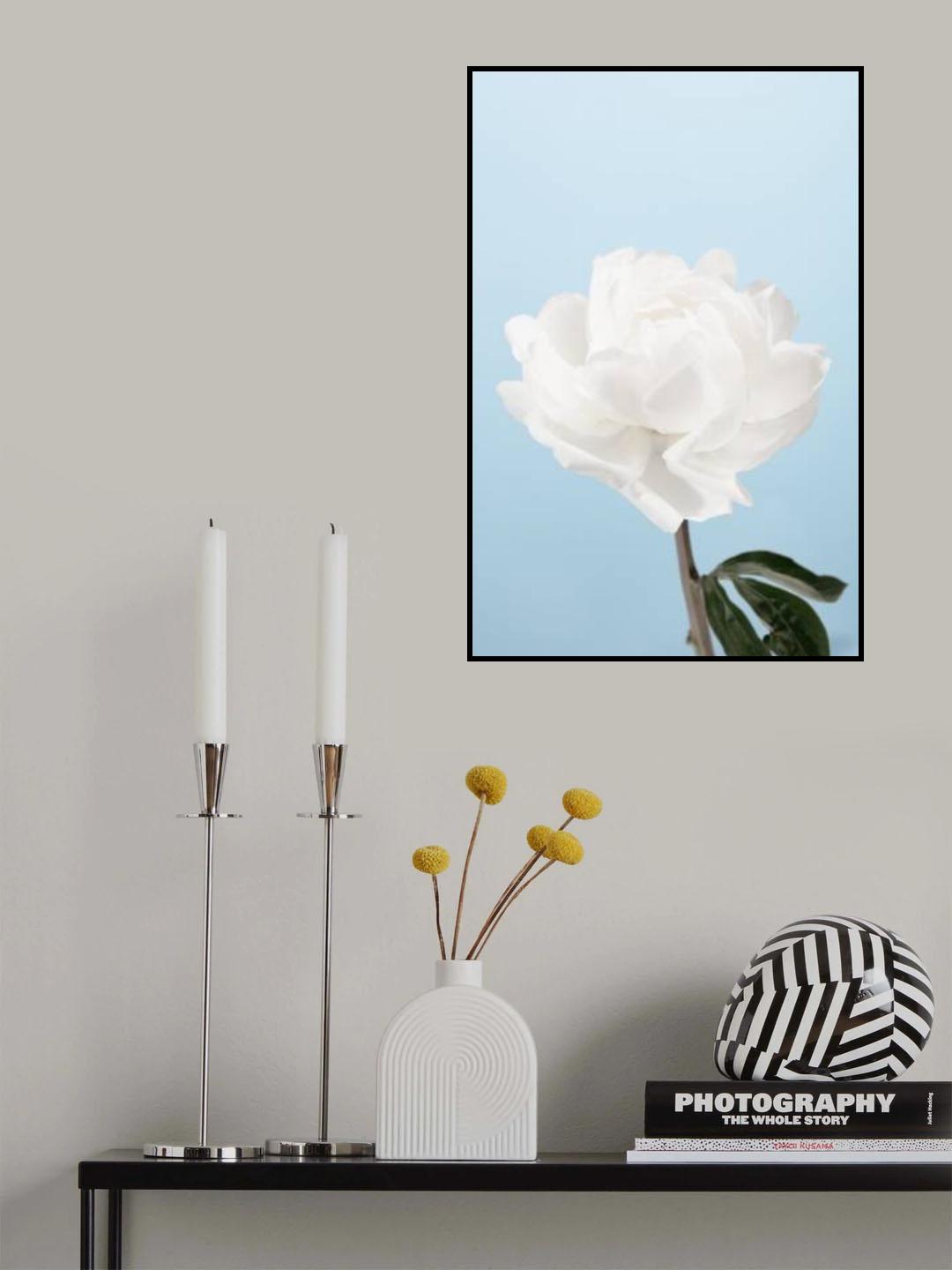 Peony_1 Poster och Canvastavla