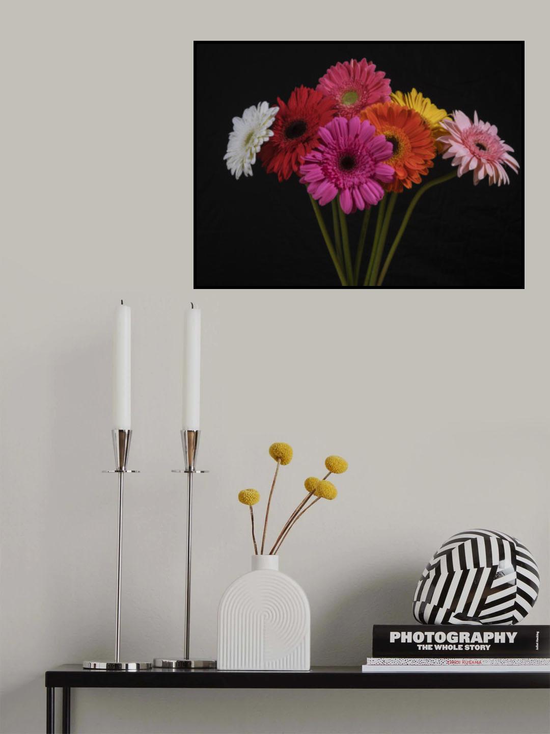 multicolored Gerbera flowers Poster och Canvastavla