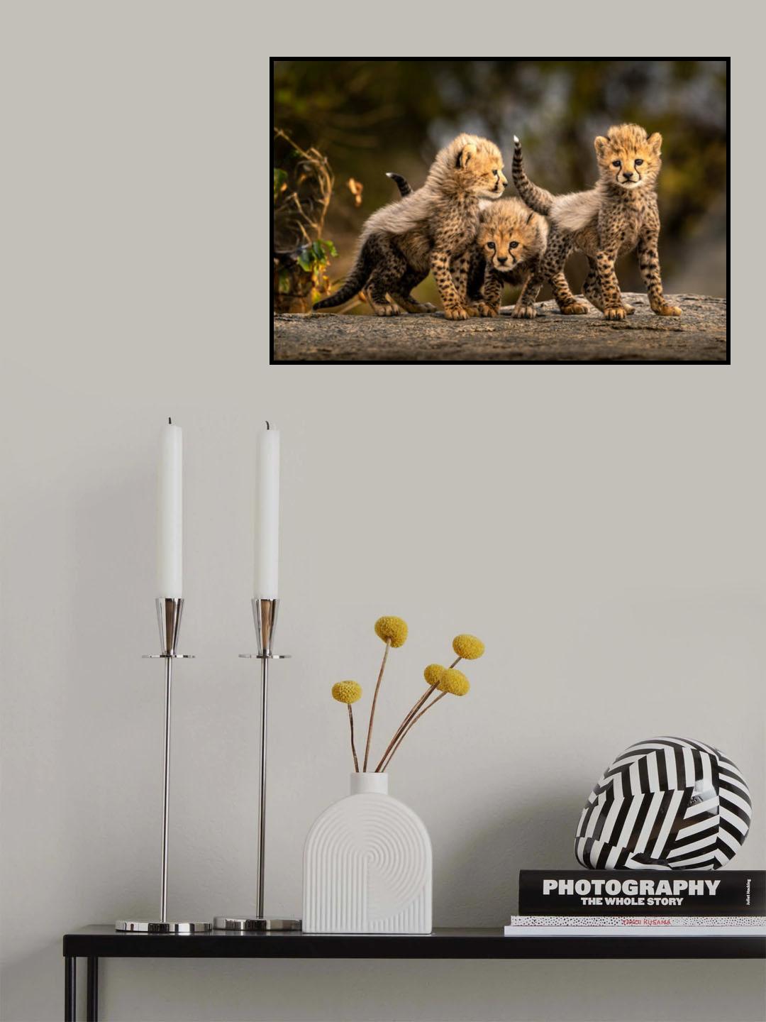Three little cheetahs Poster och Canvastavla
