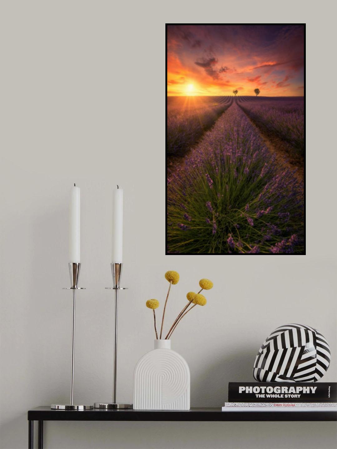 Spectacular sunset in Valensole lavender fields A738700 Poster och Canvastavla