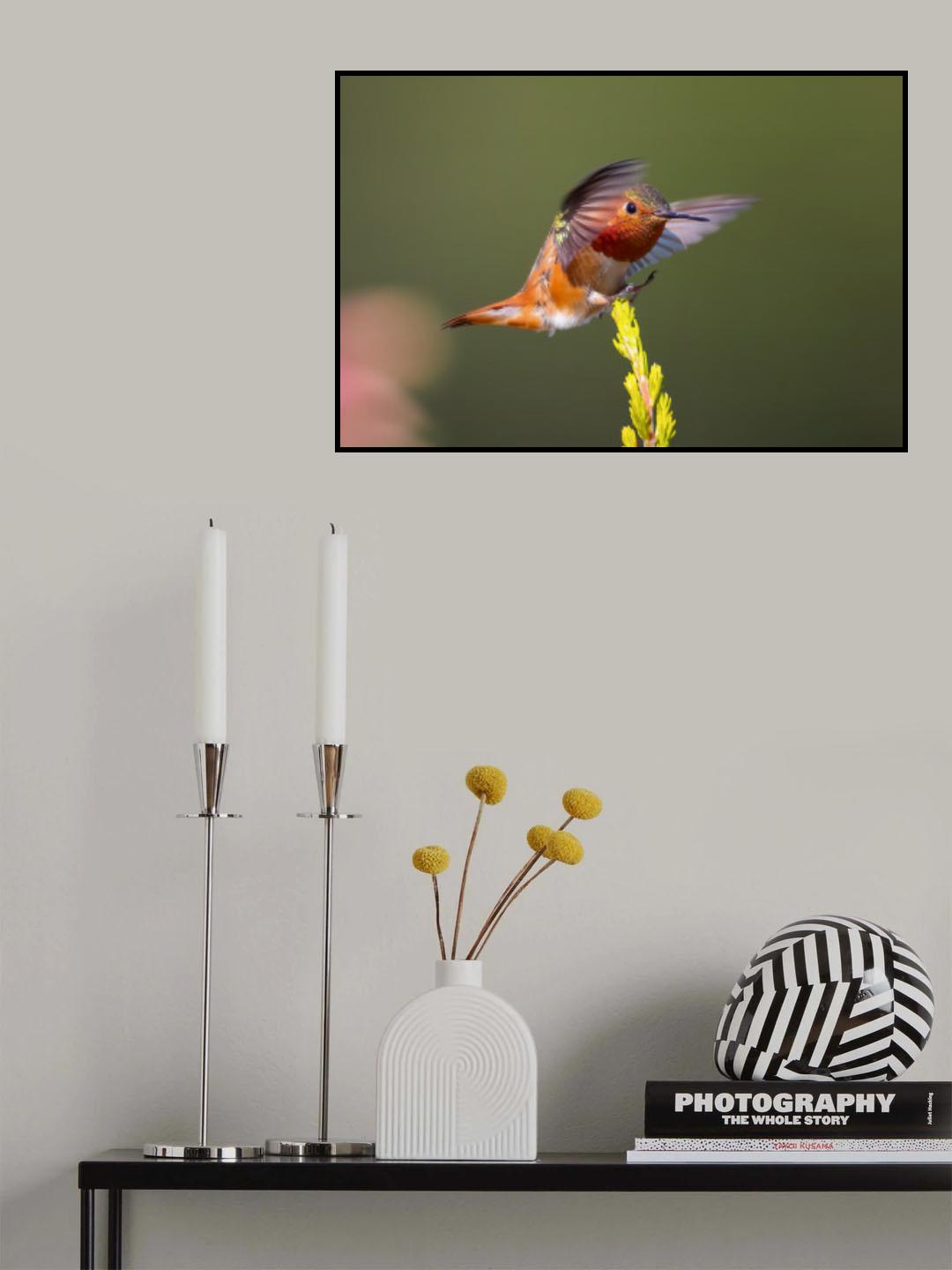 Hummingbird Poster och Canvastavla