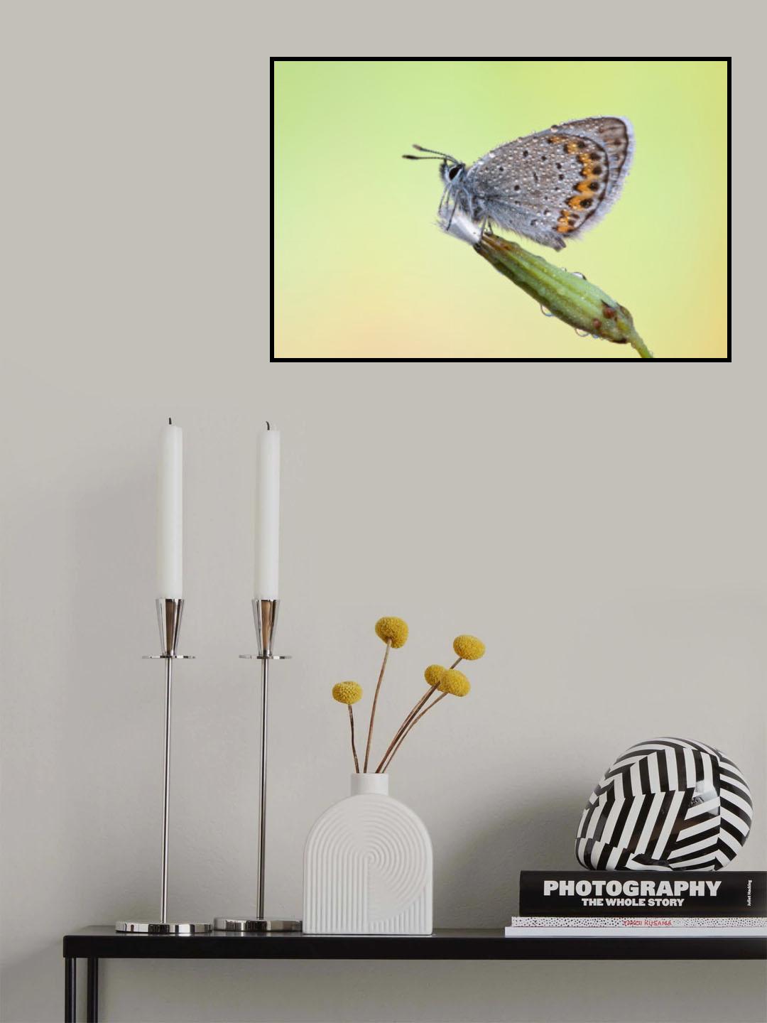 Dew! Poster och Canvastavla