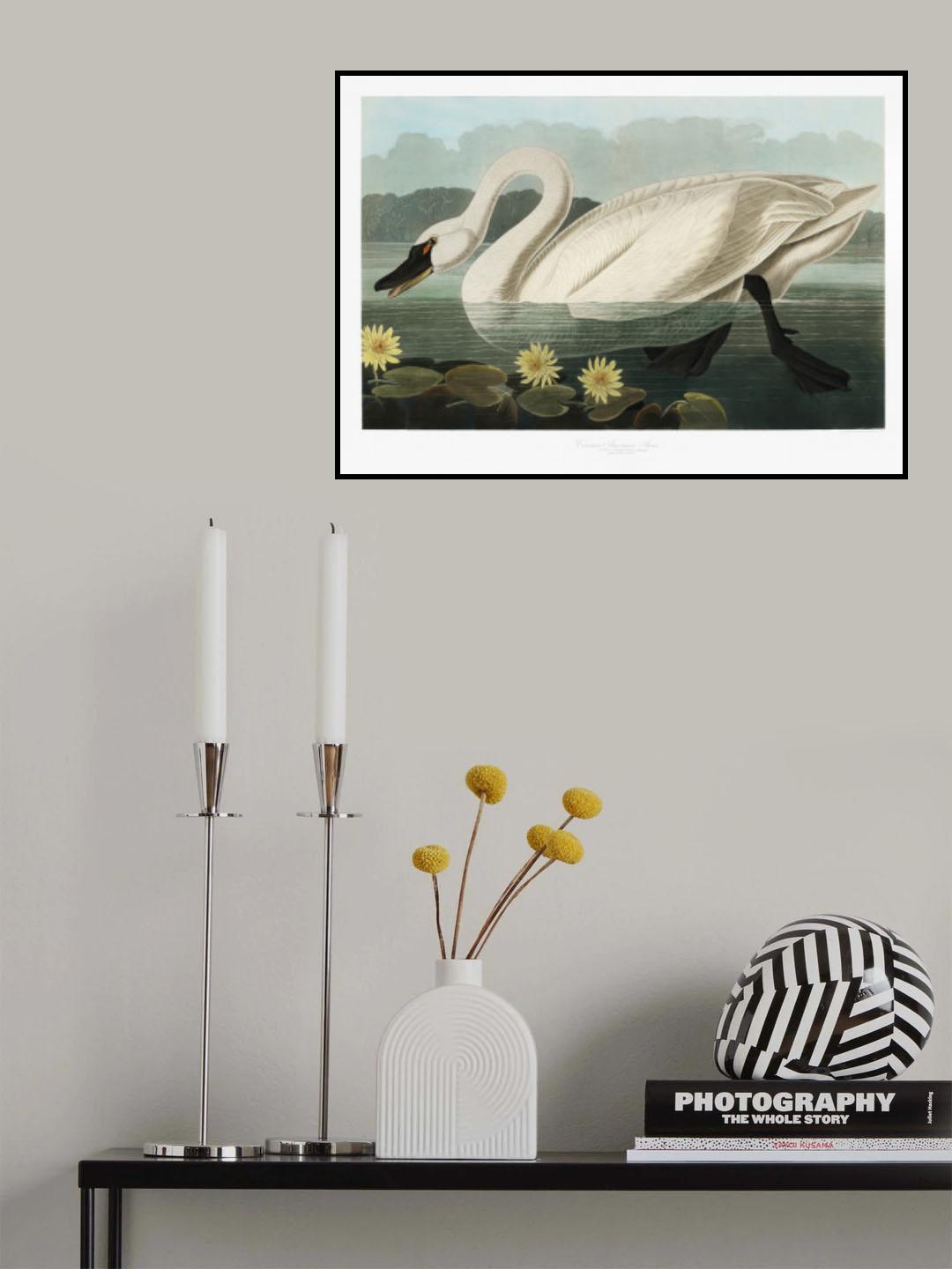 Common American Swan From Birds of America (1827) Poster och Canvastavla