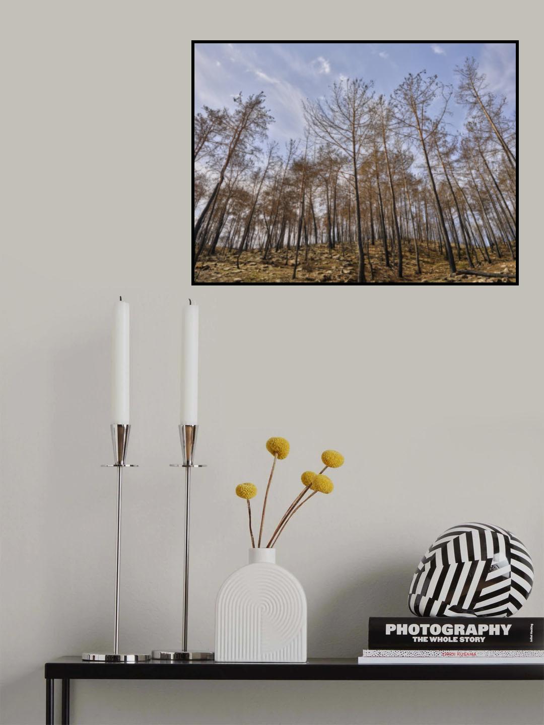 image of a forest after a fire Poster och Canvastavla