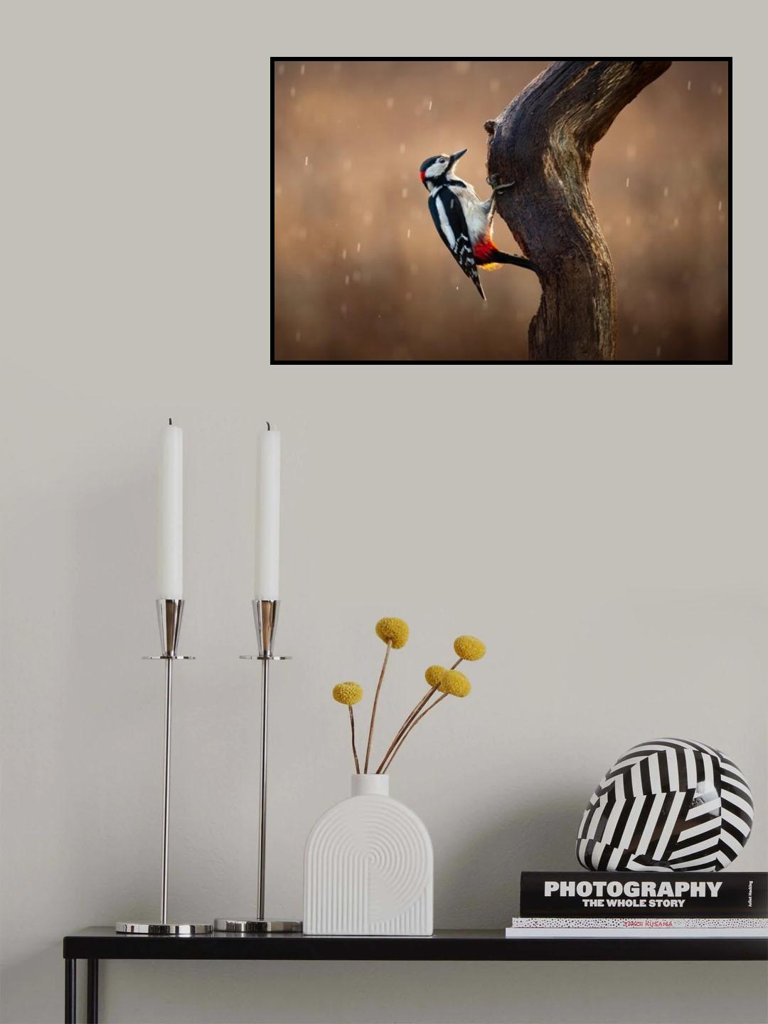 Woodpecker in the rain Poster och Canvastavla