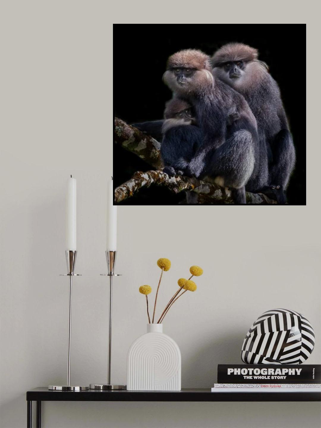 A Family of Black faced Monkey Poster och Canvastavla