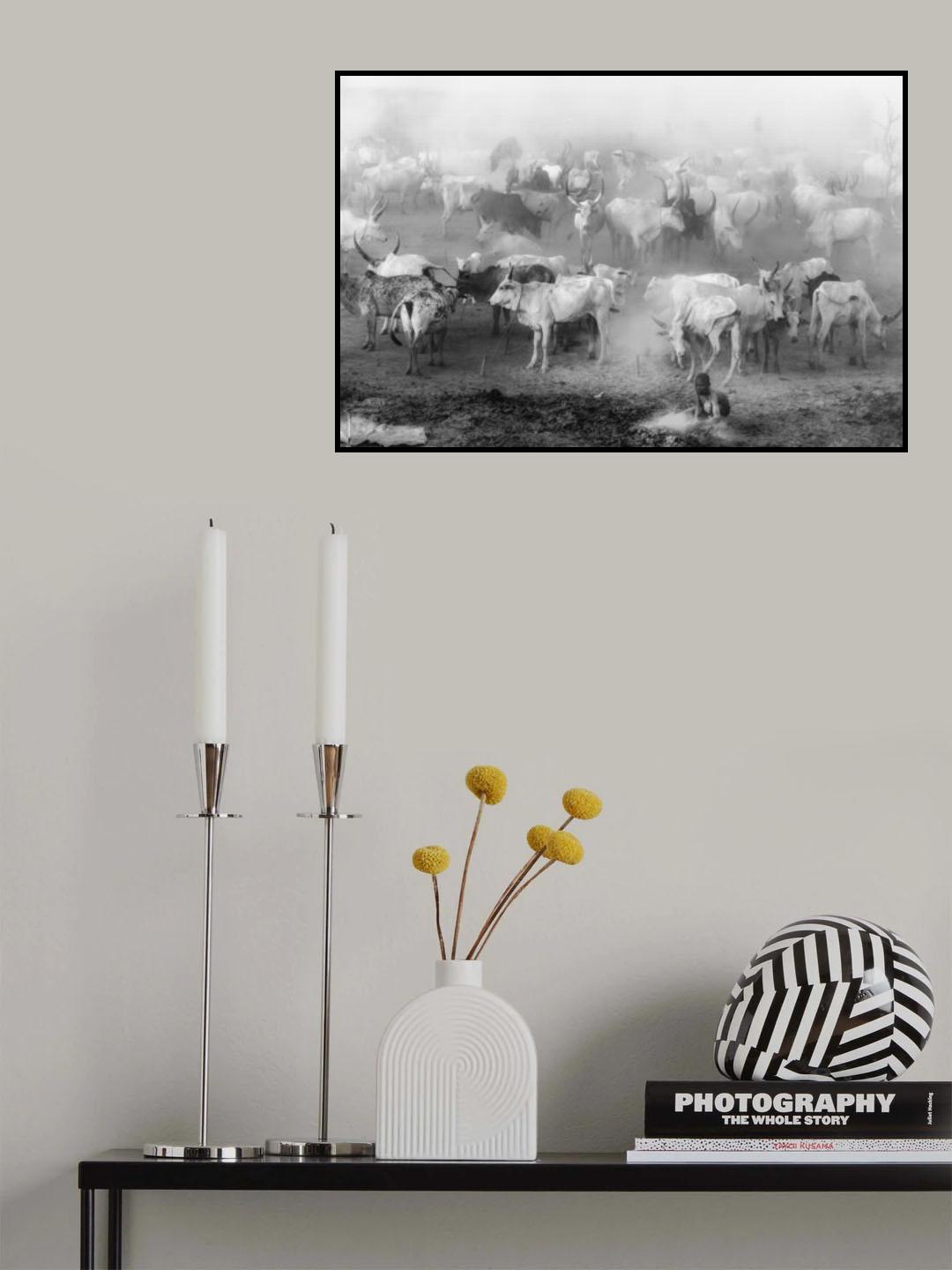 Khartoum cattle camp Poster och Canvastavla