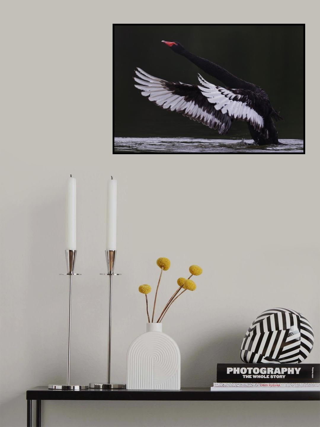 Black Swan Poster och Canvastavla