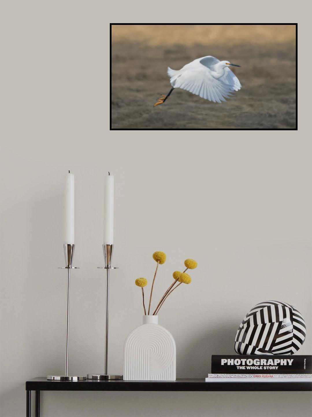 Snowy Egret Poster och Canvastavla