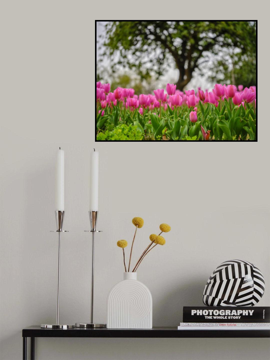 Pink Tulips Poster och Canvastavla
