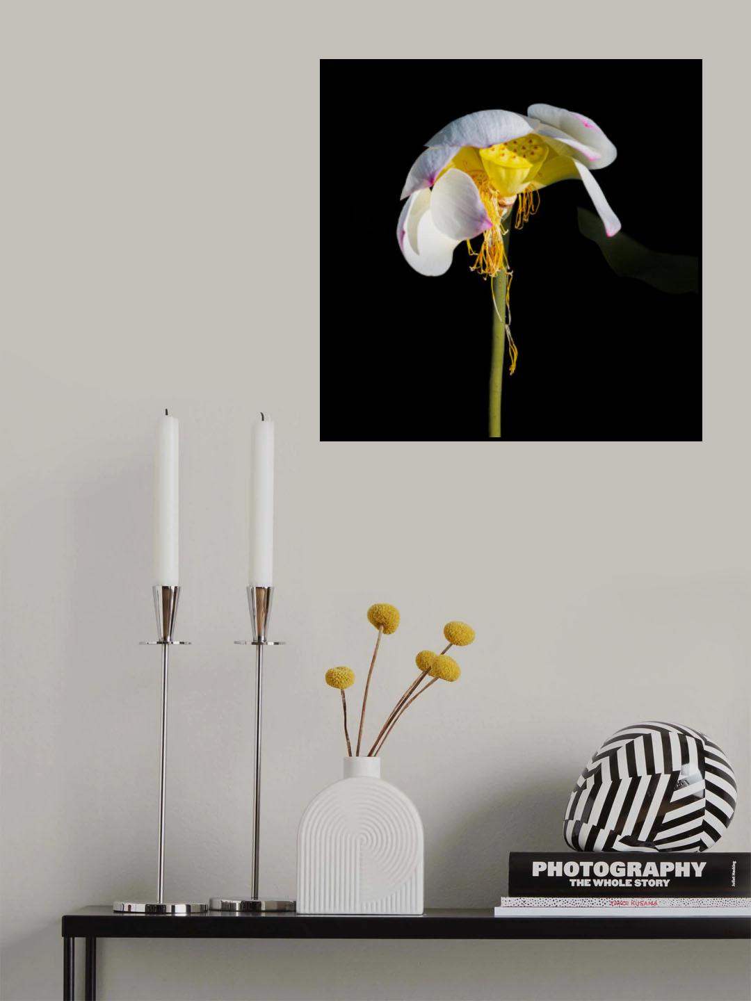 Lotus Flower Poster och Canvastavla